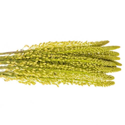 Eremurus Weis Alaska 80cm