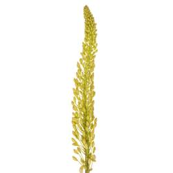 Eremurus Weis Alaska 80cm