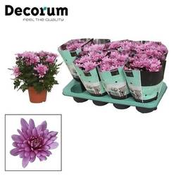 Chrys.rosa Grandezza T13 H25