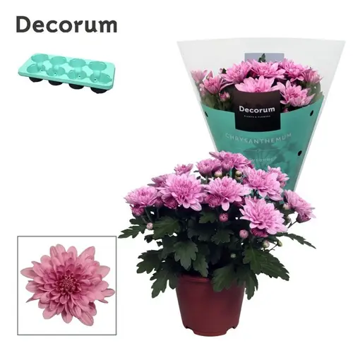 Chrys.rosa Grandezza T13 H25