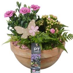 Garten.Arr PTPP2545 T19 H022