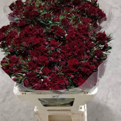 Bartnelke weinrot Doblino Bordeaux 55cm