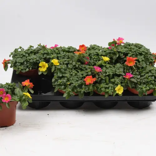 Portulaca mix T13 H018