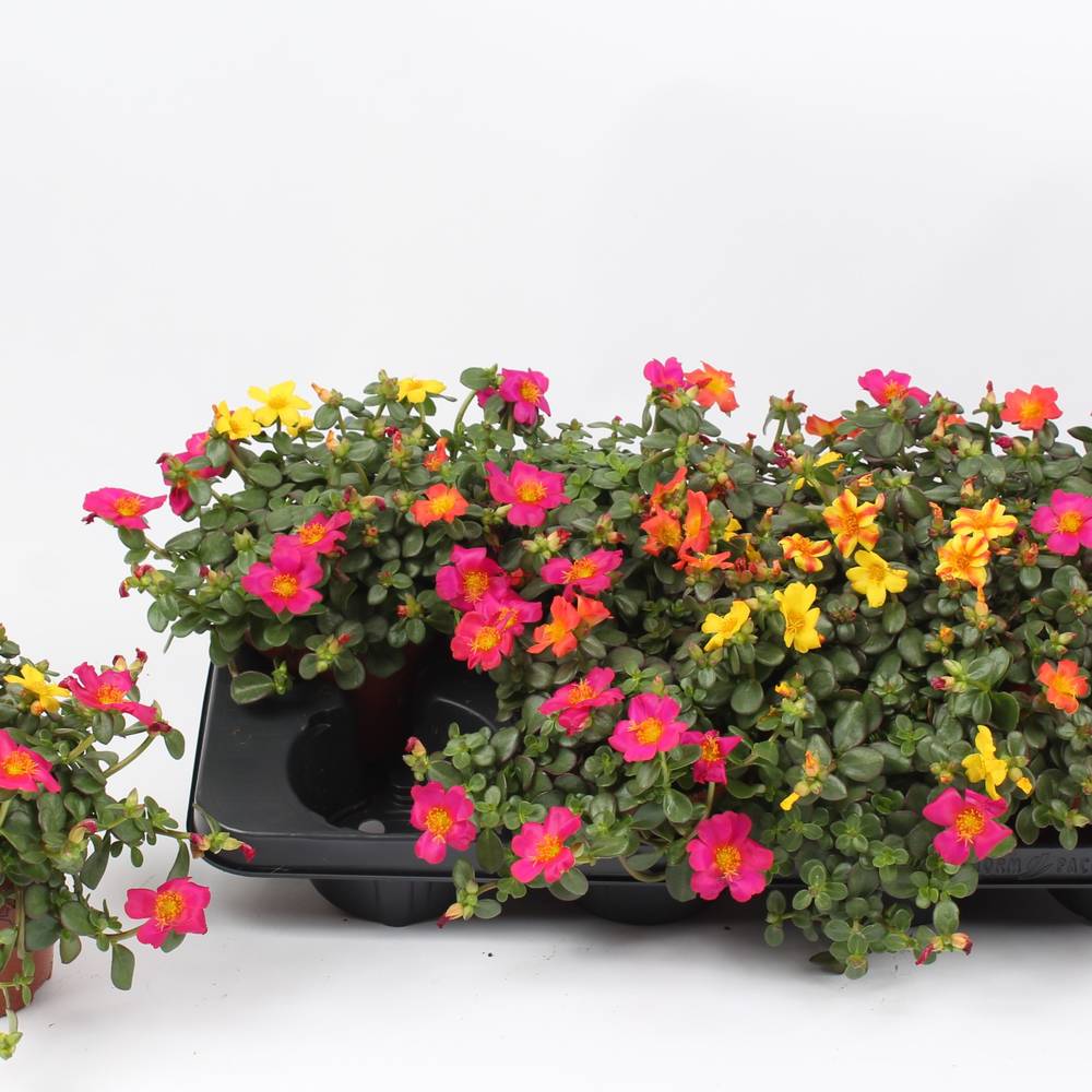 Portulaca mix T13 H018