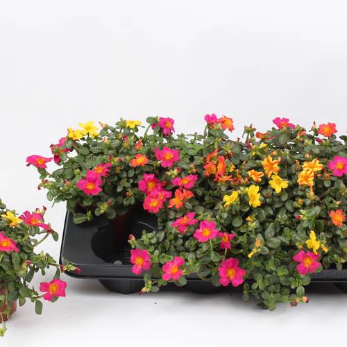 Portulaca mix T13 H018
