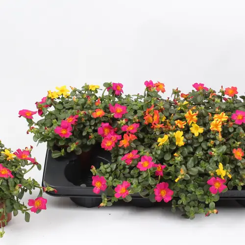 Portulaca mix T13 H018