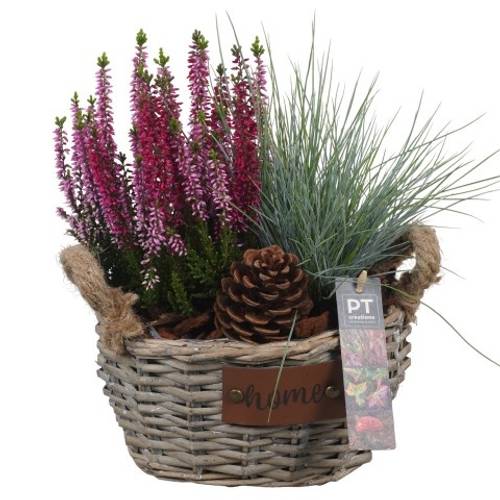 Garten.Arr PTHO4138 Herbst T20 H031