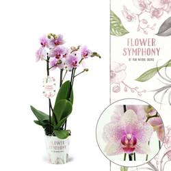 Phal.3-R rosa Rotterdam T12 H045