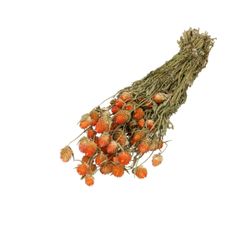 Trocken Gomphrena orange L55cm