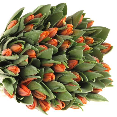 Tulpe orange Irene 28 Gramm