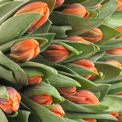 Tulpe orange Irene 28 Gramm