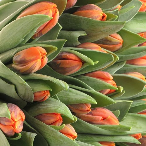 Tulpe orange Irene 28 Gramm