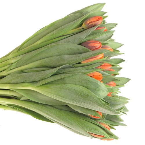 Tulpe orange Irene 28 Gramm