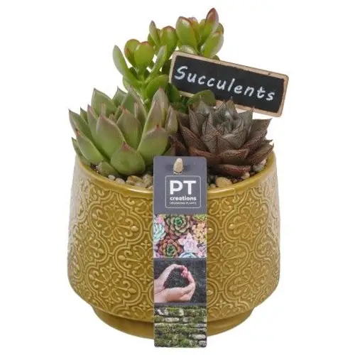 Succ.Arr PTSU8458 T13 H018