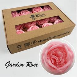 Seiden Wachs Gartenrose rosa