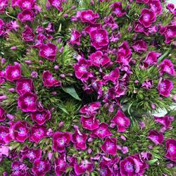 Bartnelke fuchsia Lichtviolet 55cm