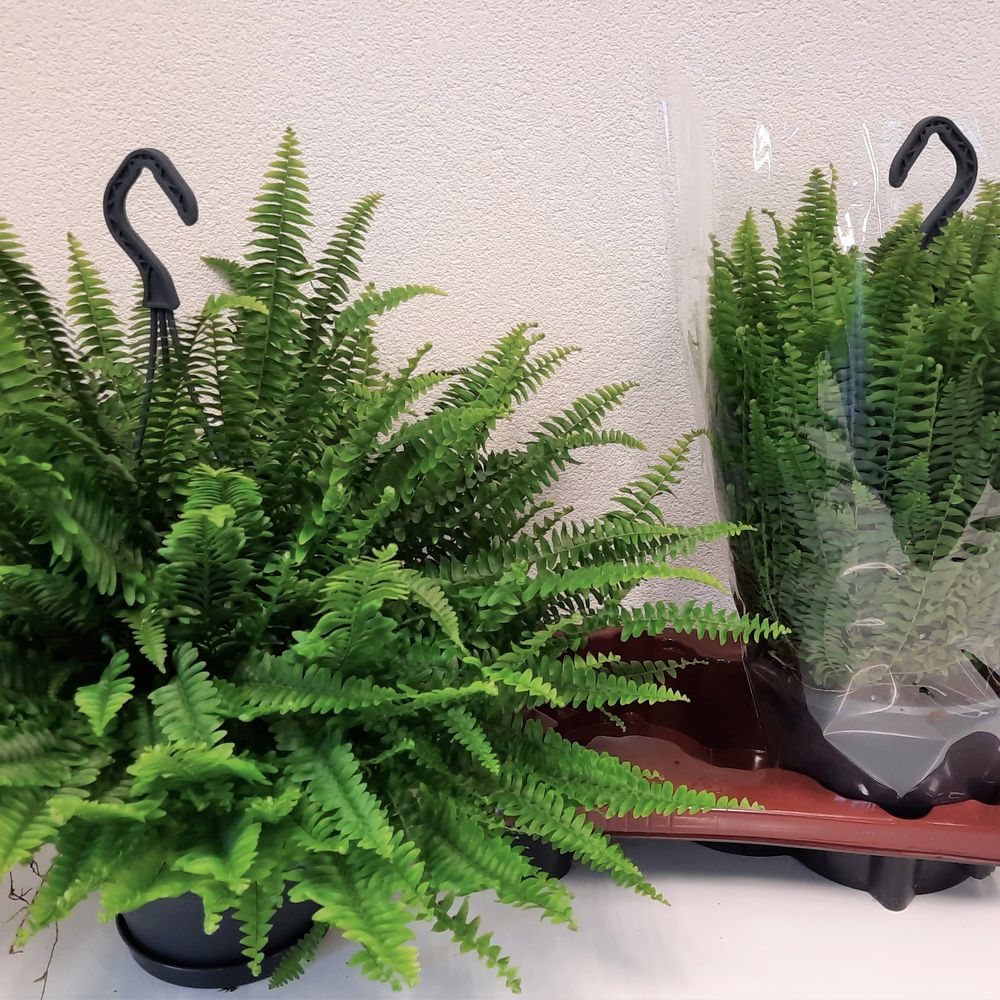 Nephrolep.Green Lady Ampel T20 H60