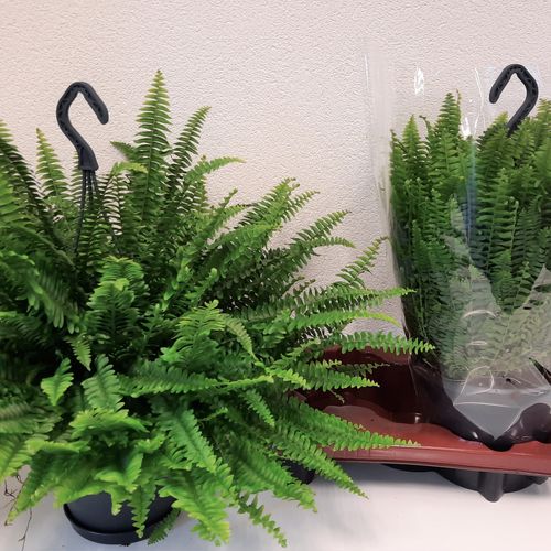 Nephrolep.Green Lady Ampel T20 H60
