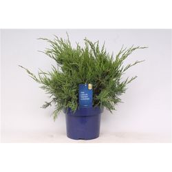 Juniperus Mint T23 H45