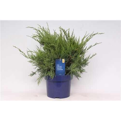 Juniperus Mint T23 H45
