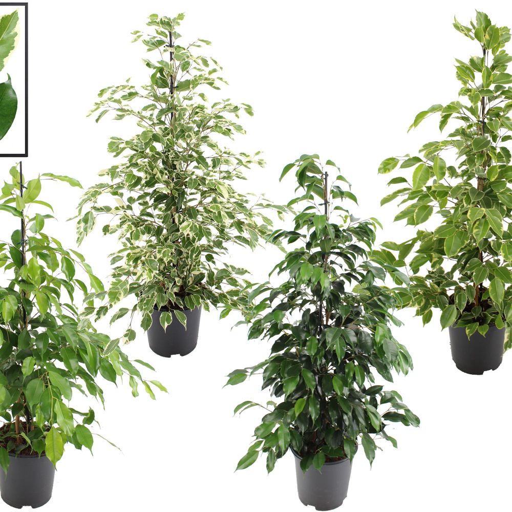 Ficus Benj. mix T21 H110