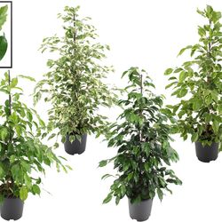 Ficus Benj. mix T21 H110