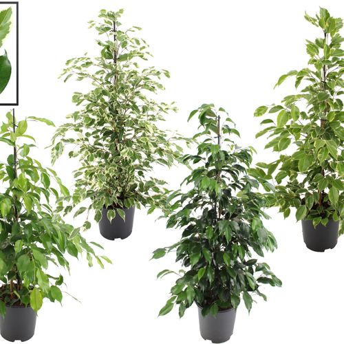Ficus Benj. mix T21 H110