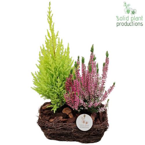 Garten.Arr SRSC003 R Small Herbst T24 H045