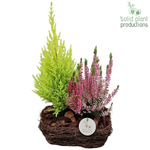Garten.Arr SRSC003 R Small Herbst T24 H045