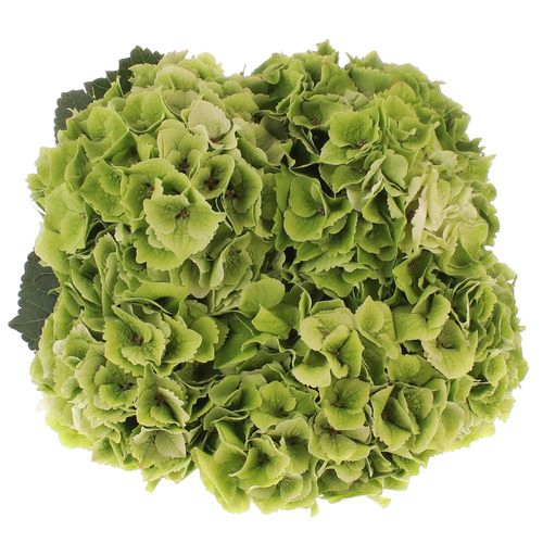 Hortensie grün Emerald Bol 17cm 70cm