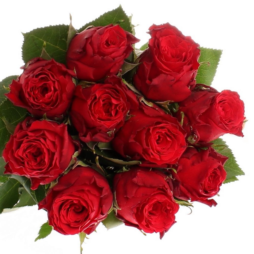 Rose rot Red Torch  60cm