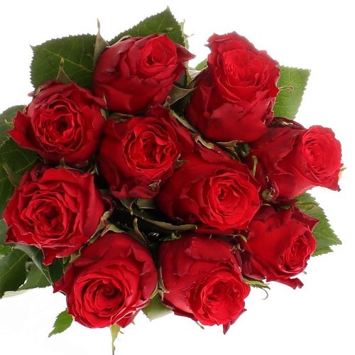 Rose rot Red Torch  60cm