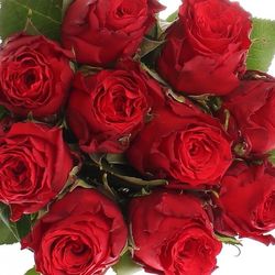 Rose rot Red Torch  60cm