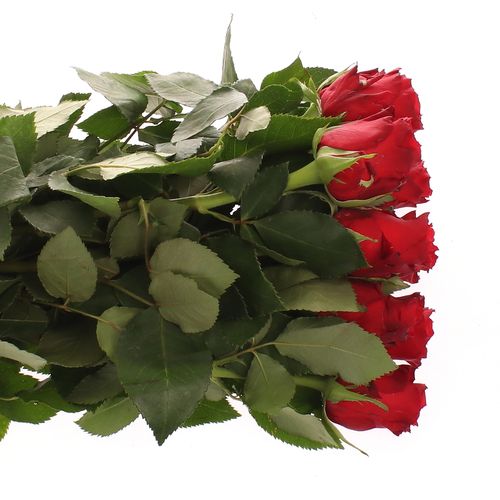 Rose rot Red Torch  60cm