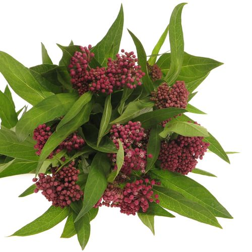 Aesclepia dunkelrosa Soulmate 60cm