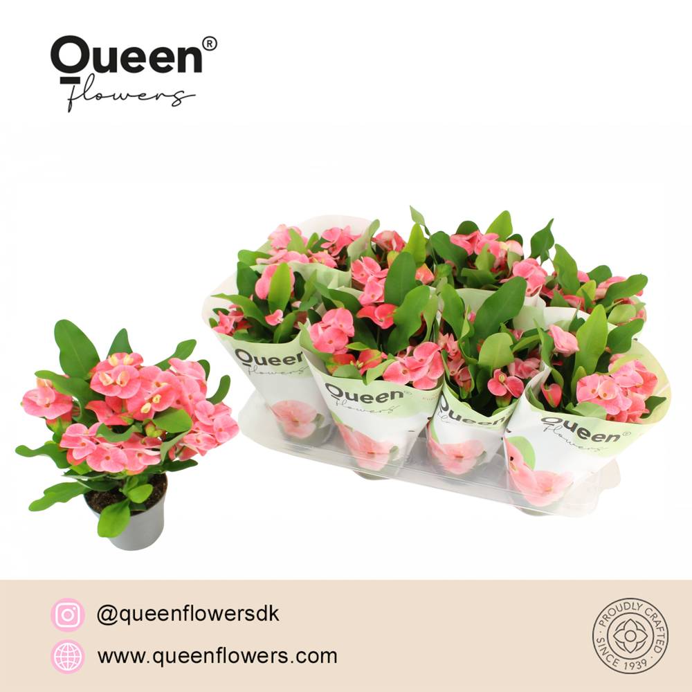 Euphorbia Tiara Charlotte T12 H022