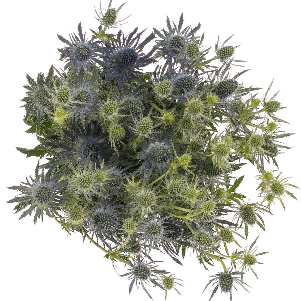 Distel blau Lagoon blue 50cm