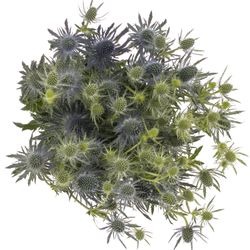 Distel blau Lagoon blue 50cm