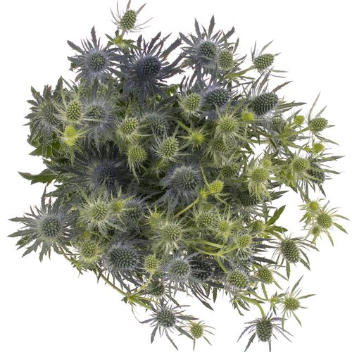 Distel blau Lagoon blue 50cm