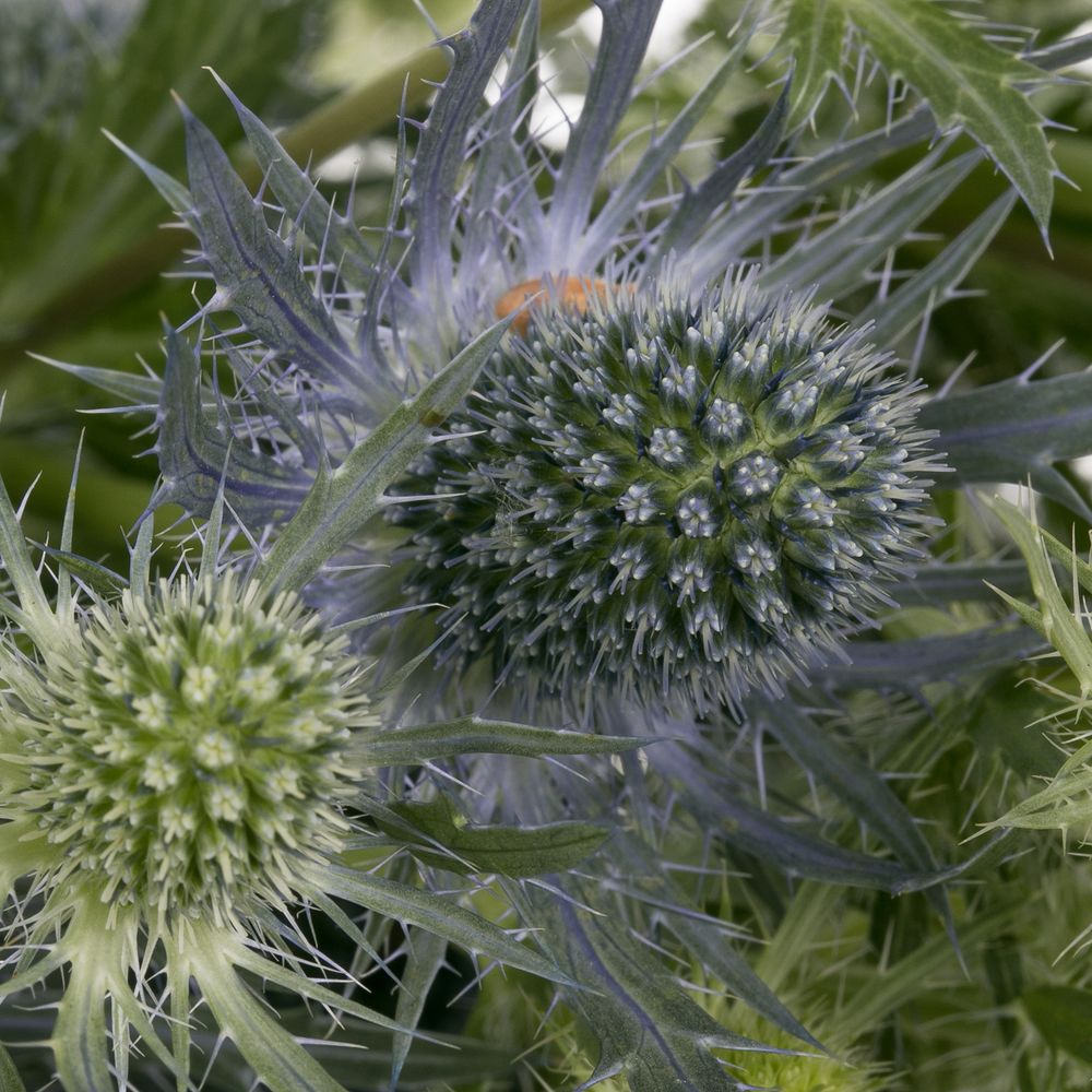 Distel blau Lagoon blue 50cm