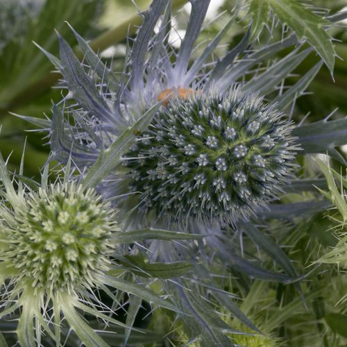 Distel blau Lagoon blue 50cm