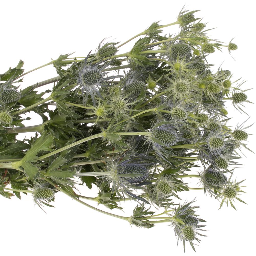 Distel blau Lagoon blue 50cm