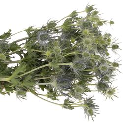Distel blau Lagoon blue 50cm