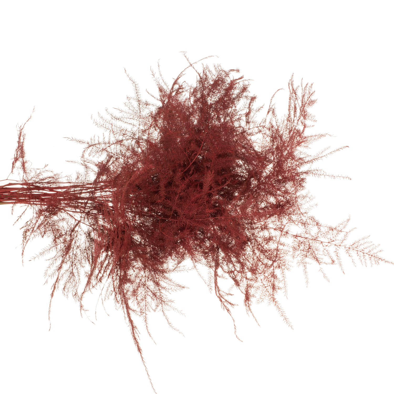 Plumosus rot gefärbt (x25) 45cm