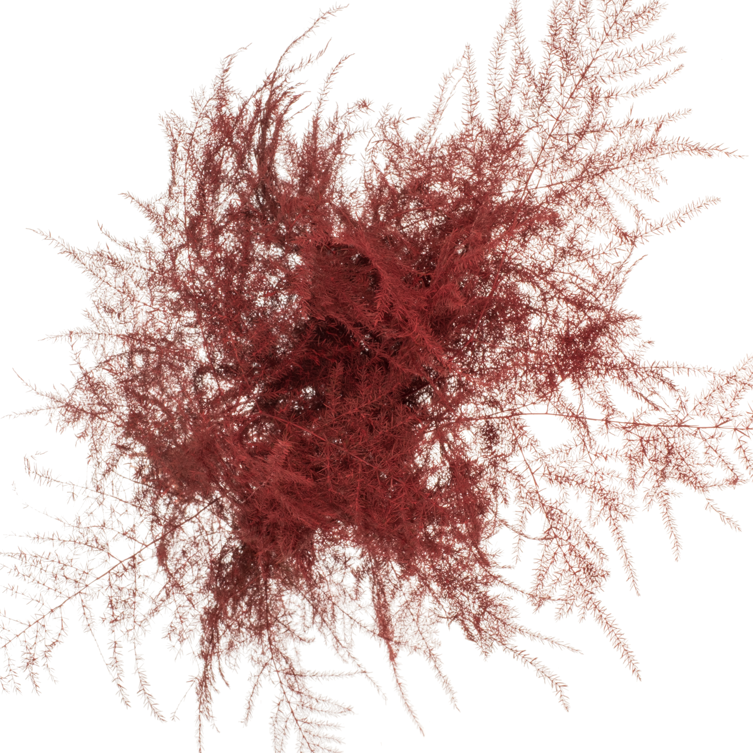 Plumosus rot gefärbt 45cm (x25)