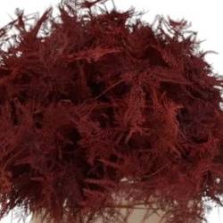 Plumosus rot gefärbt 45cm (x25)