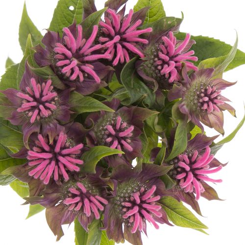 Monarda Denise Rosa5