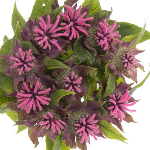 Monarda Denise Rosa5