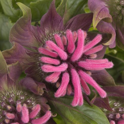 Monarda Denise Rosa5