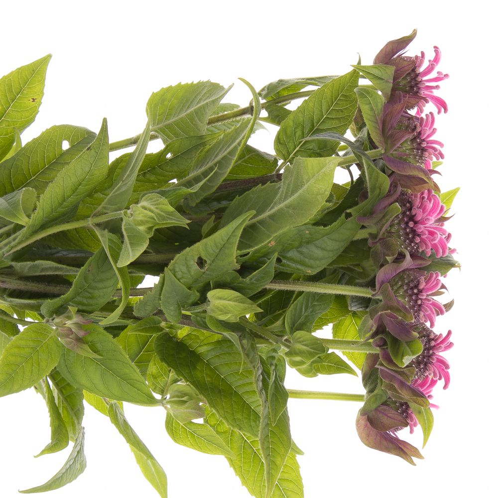 Monarda Denise Rosa5